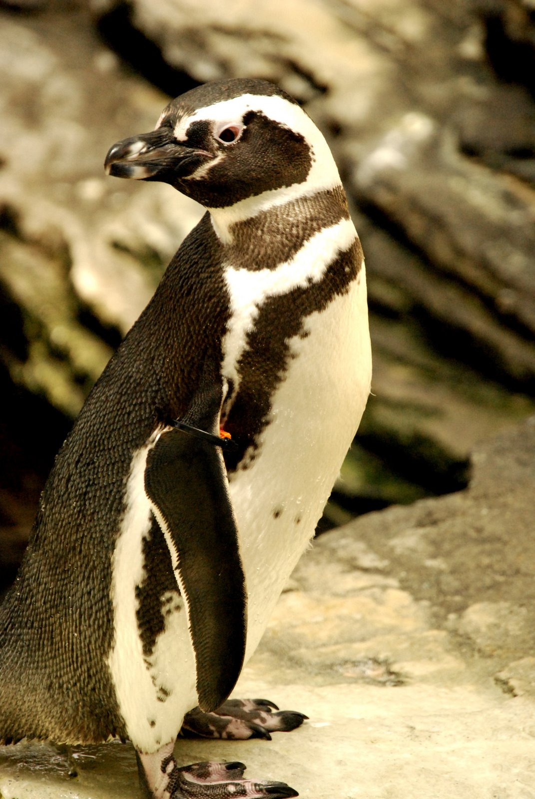 [DSC_5250a.jpg]