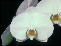 Orchid photo