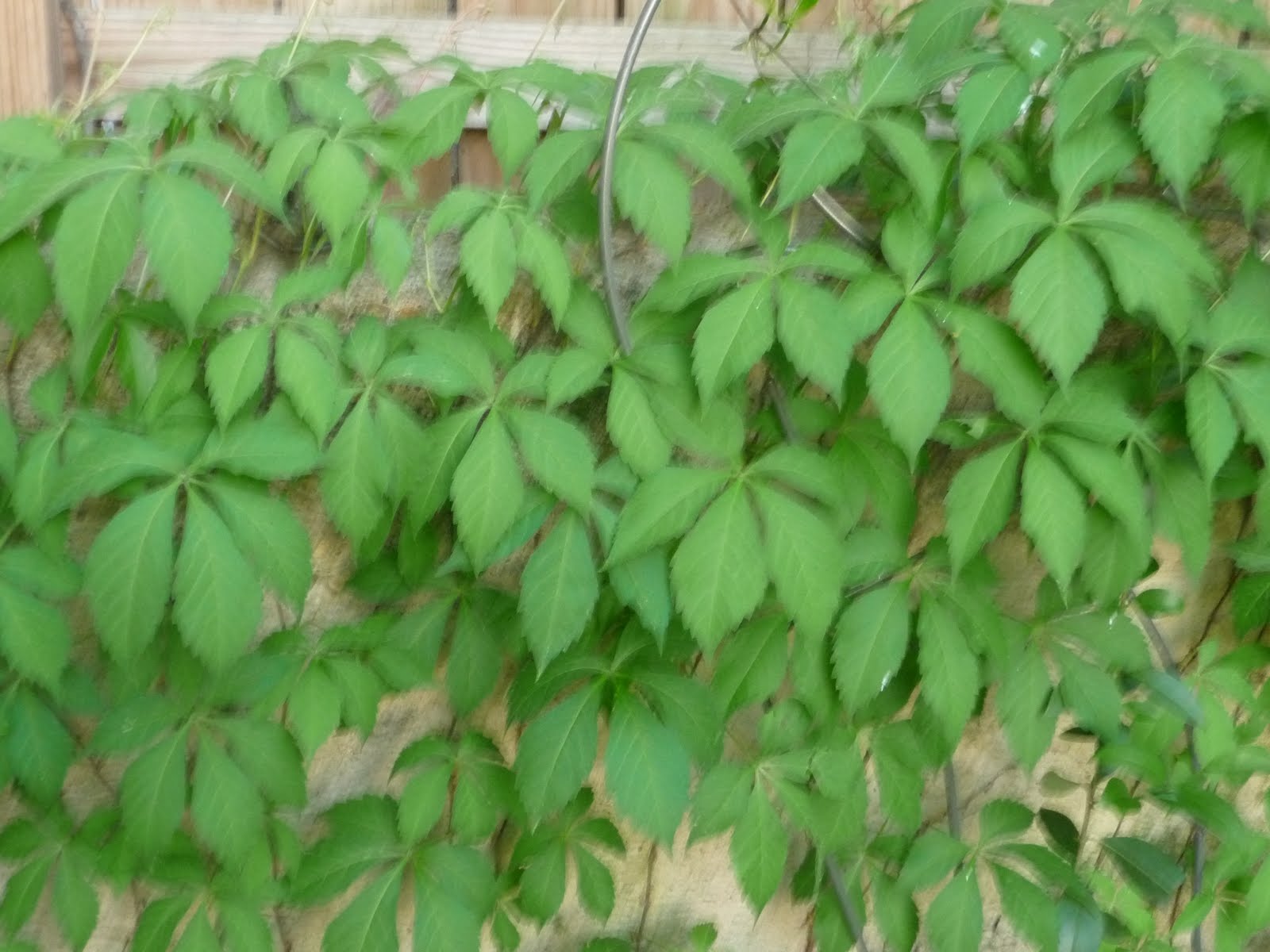 In my yard Mystery palmate vine