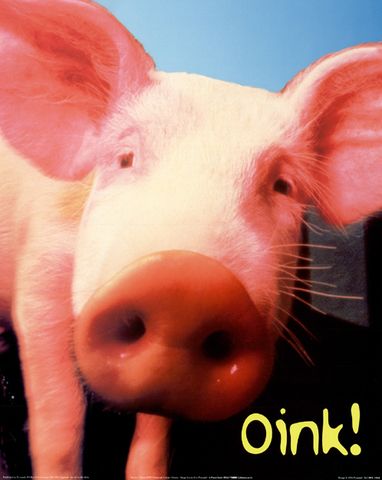 [pig+dog+breed+info.com]
