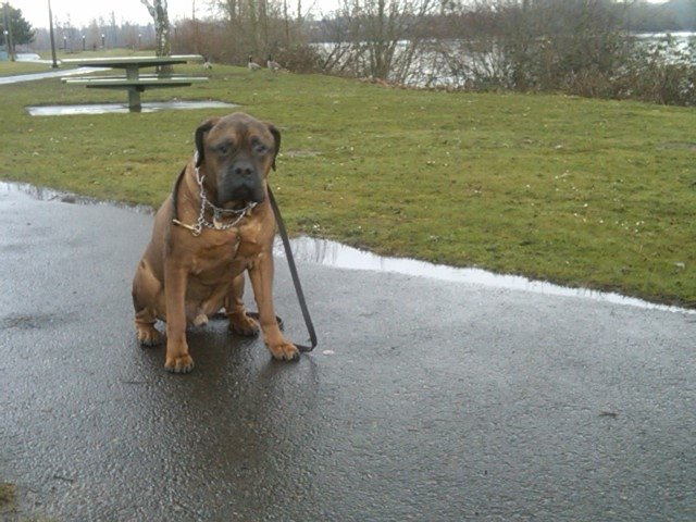 [MAXIE+AND+GOOSE+POOP.JPG]