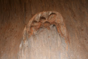 The dog paw print, embedded into the wall.