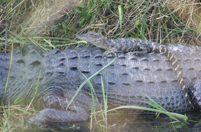 baby alligator