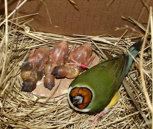 Lake Life: gouldian finches - mom & babies