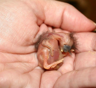 baby bluebird 2 days old baby bluebird 2 days old