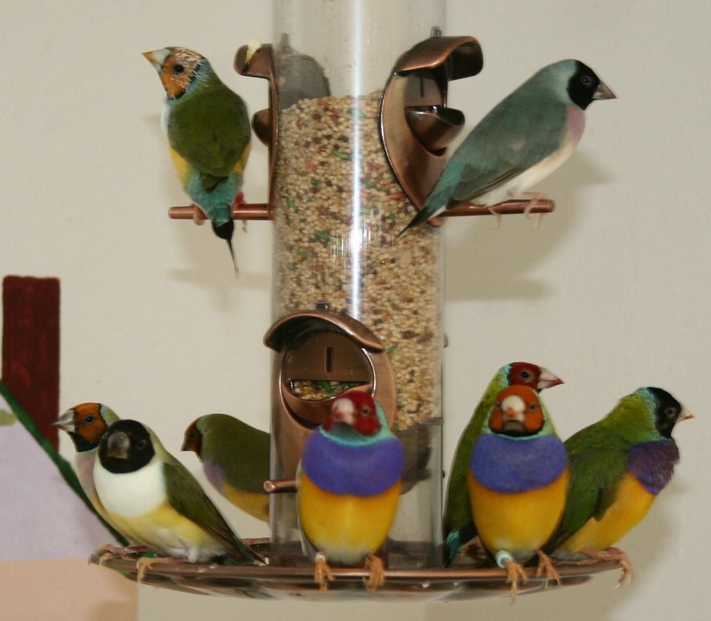 [gouldian+finches+in+aviary+(36)+[1024x768].JPG]