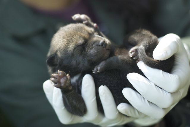 baby red wolves