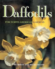 Narcissus