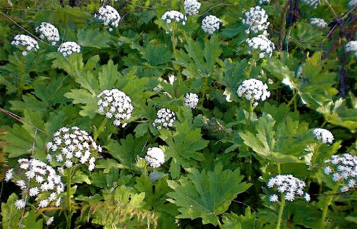 Petasites Palmatus