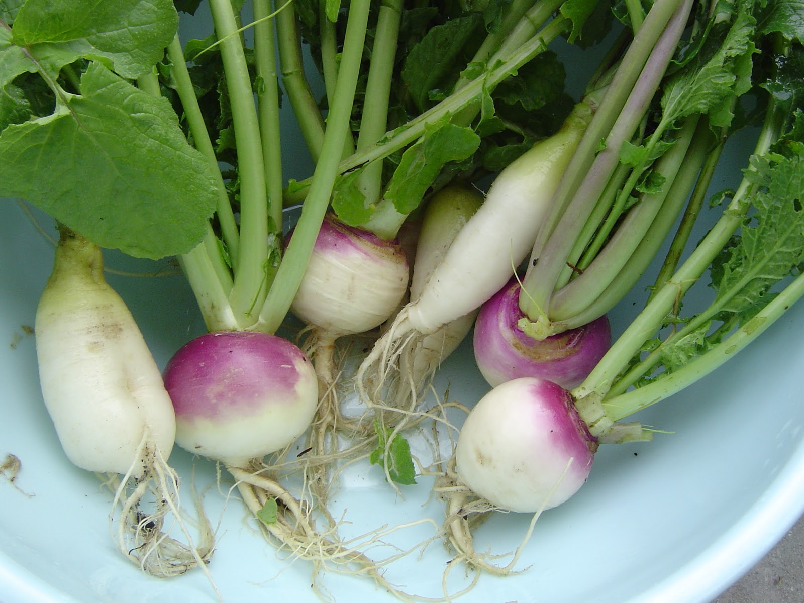 Turnip Vs Radish
