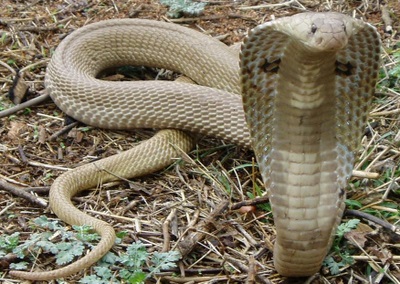 Most Poisonous Snakes Cobra