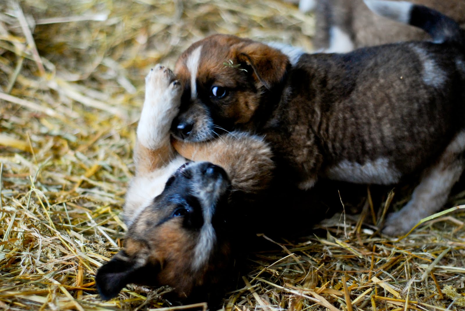 saint bernard blue heeler mix
