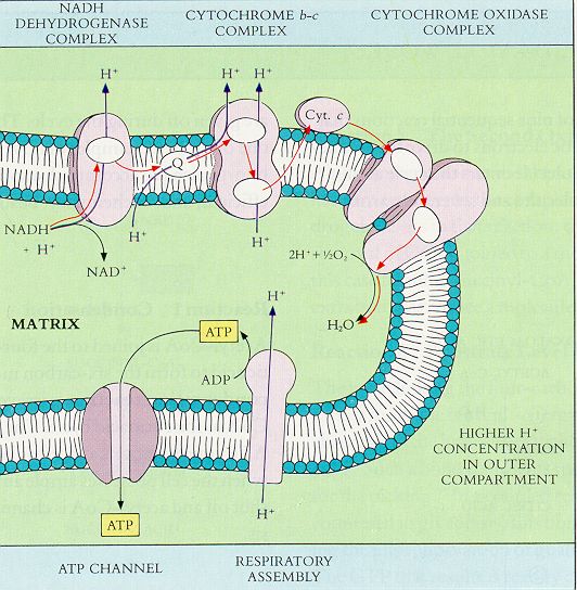 Mitochondrial Electron Transport