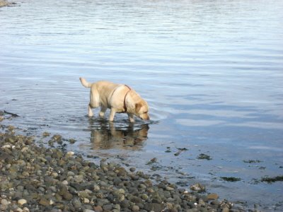 Whidbey Dog