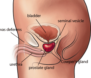 g spot location diagram cancers diagram of g spot location diagram cancers diagram of