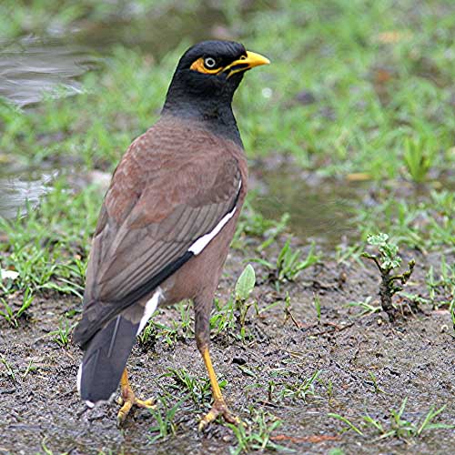 [azukuvannaathi(myna).jpg]