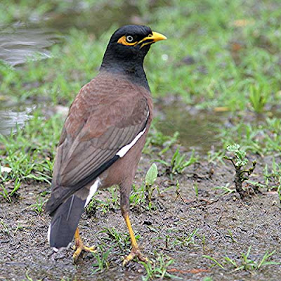 azukuvannaathi(myna).jpg
