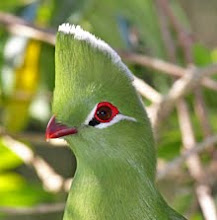 Knysna Turaco