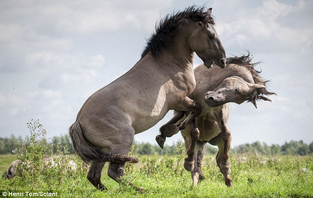 Fun Arena: Photos of wild Stallions Fighting Fun Arena: Photos of wild Stallions Fighting