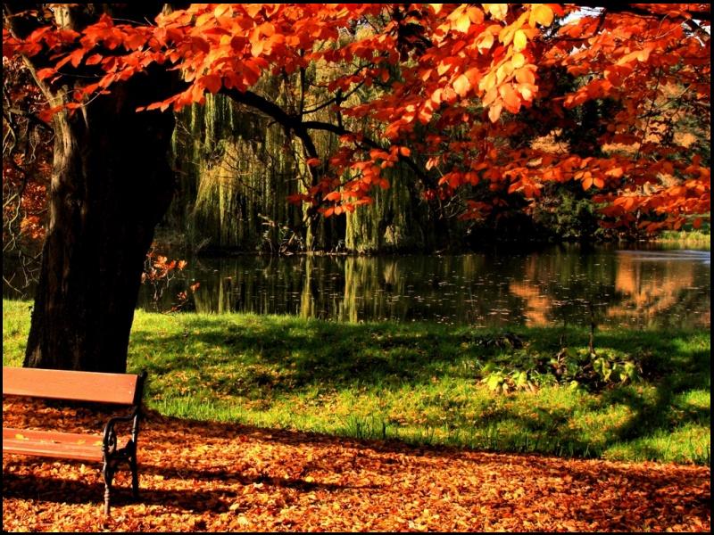 * EL OSCURO Y POLVORIENTO DESVÁN DE MI MEMORIA *: Otoño / Autumn