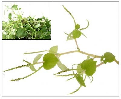 Anna's Notebook: Herbal Medicines