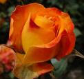 Esta hermosa rosa viene del jardín de Isabel: http://cosasdeciudad.blogspot.com/