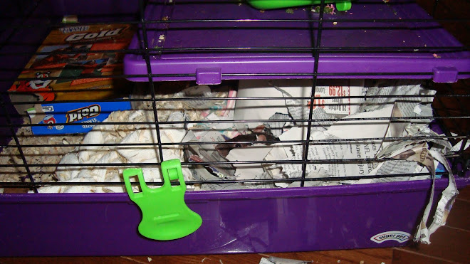 The big mess the ratties made