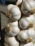I am a garlic lover