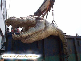 حيوانات و حشرات غريبة ونادرة Huge+aligator2