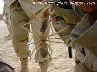 حيوانات و حشرات غريبة ونادرة Spiders+iraq