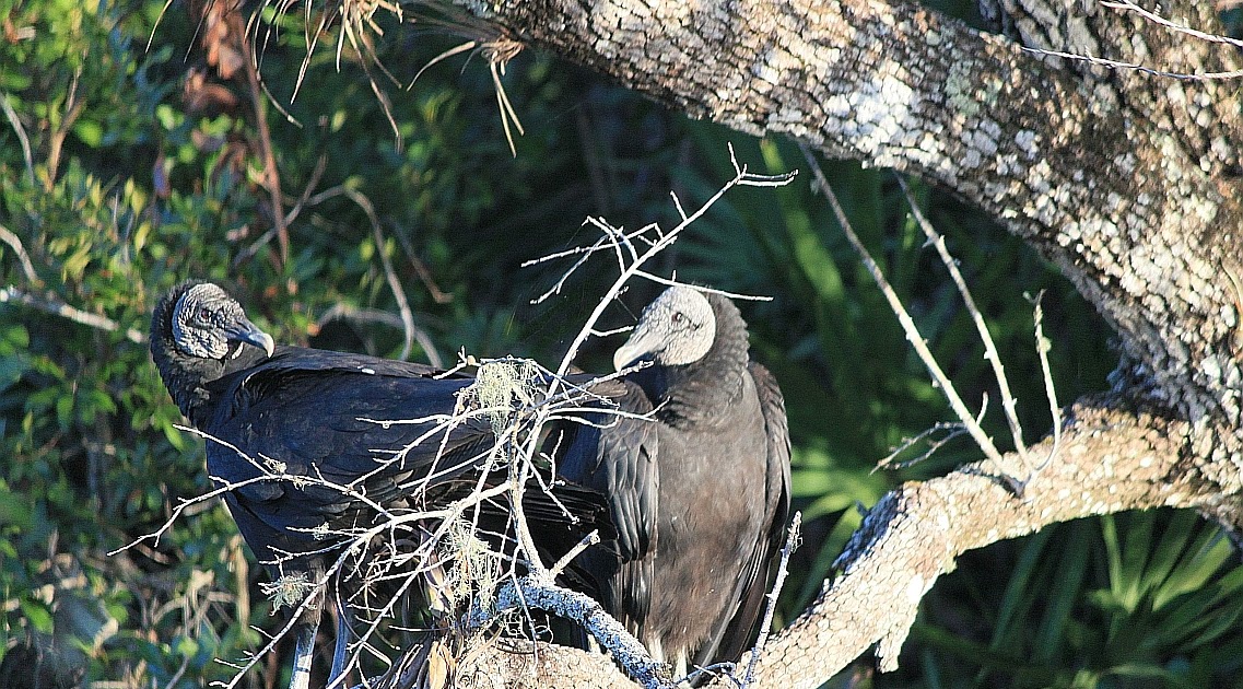 BLUE ROADS AND BOONDOCKING: Christmas Day in the Florida Everglades