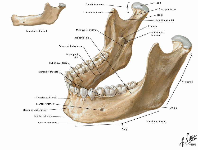 mandible diagram fractures reconstruction mandible diagram fractures reconstruction