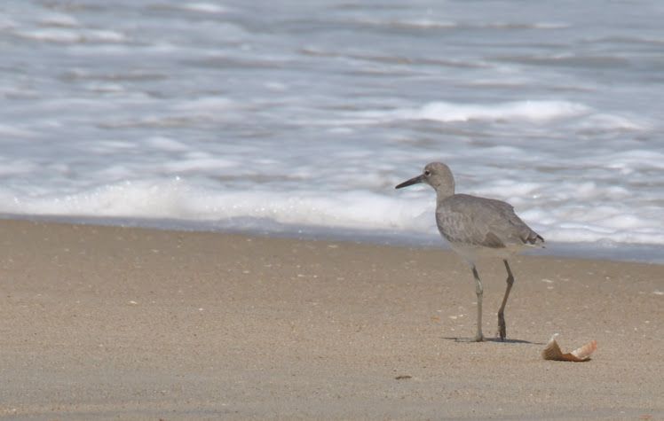 coastal animals