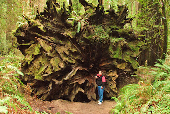 giant redwoods dyerville grove