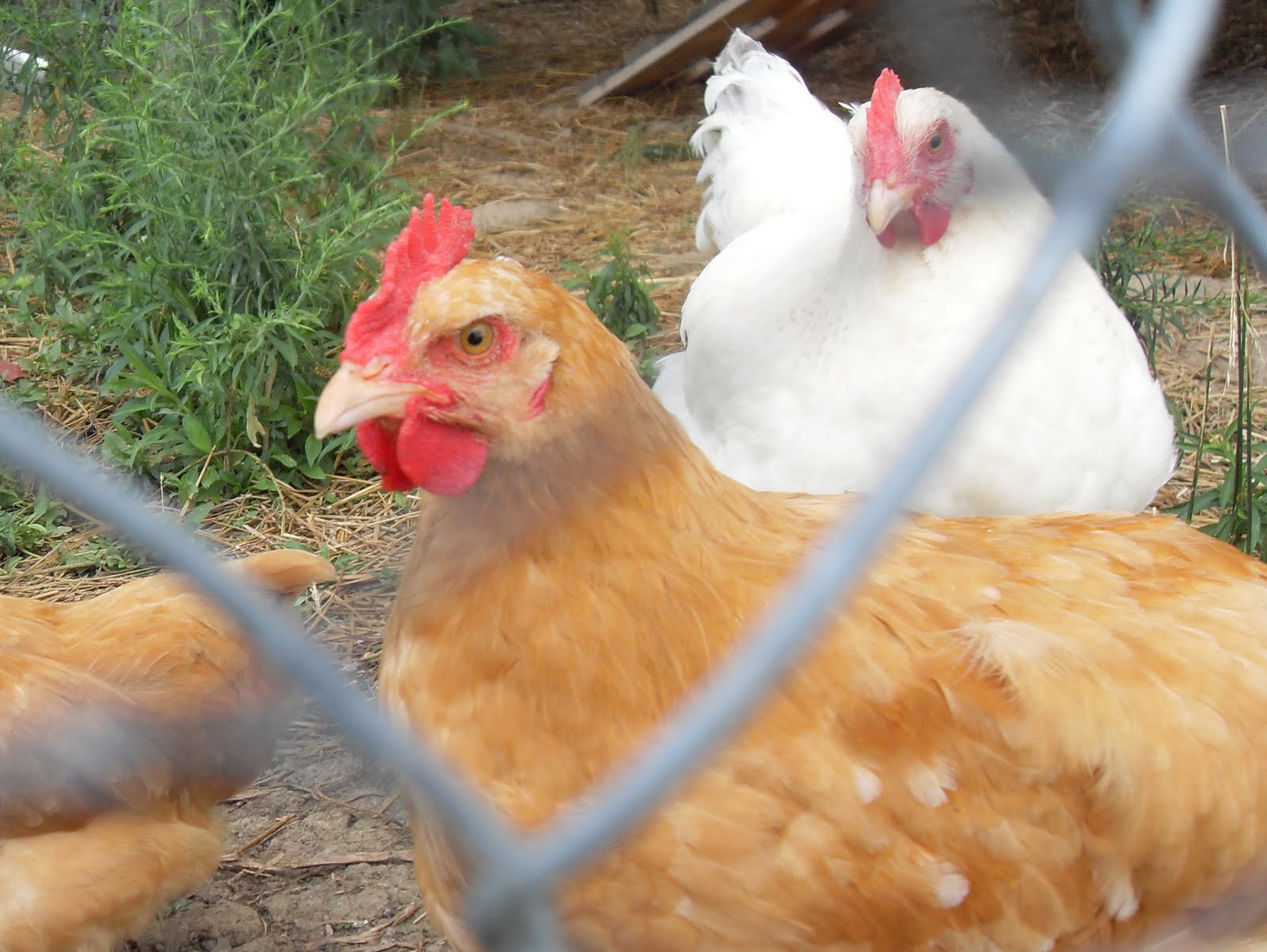 http://2.bp.blogspot.com/_25aPk2LAJKM/TEoZkKkOmGI/AAAAAAAAAew/HsJTVDljDLQ/s1600/Chickens+-+hens+or+roosters+007.JPG