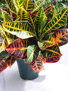 Plantas interior Jardineria: CROTÓN (CODIADEUM VARIEGATUM PICTUM)