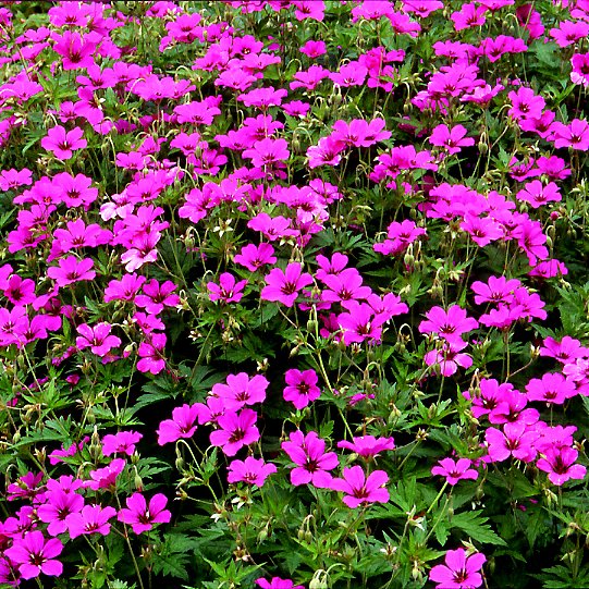 [Geranium+'Patricia'.jpg]