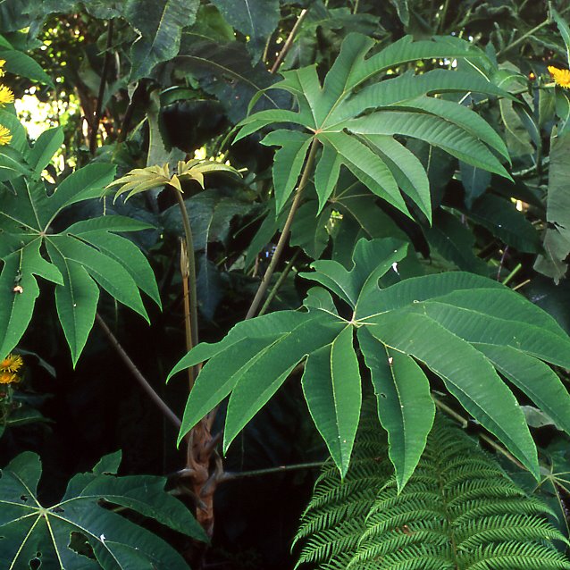 [Tetrapanax+papyrifer.jpg]