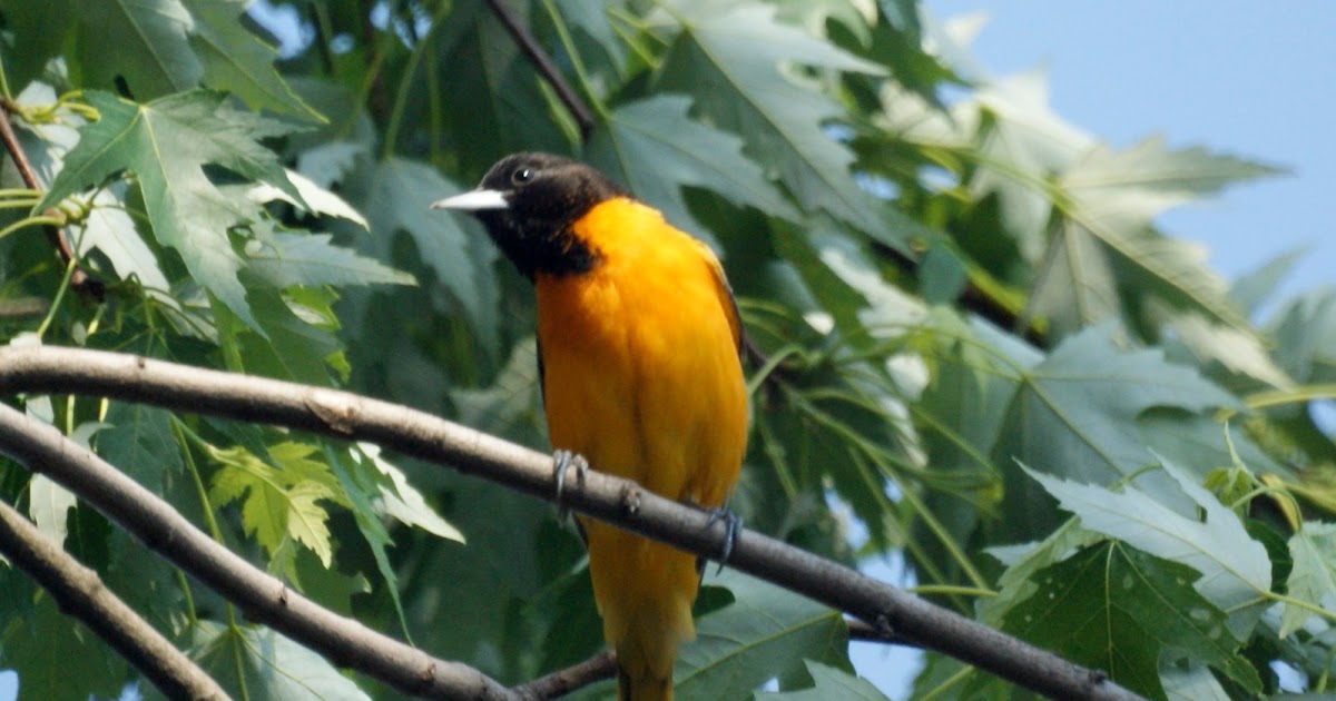 NJ Bird Photos Birds of New Jersey We're ready for Spring