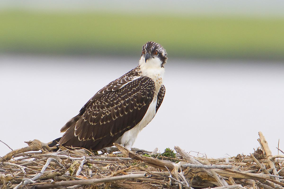 NJ Bird Photos Birds of New Jersey Osprey Photo by William