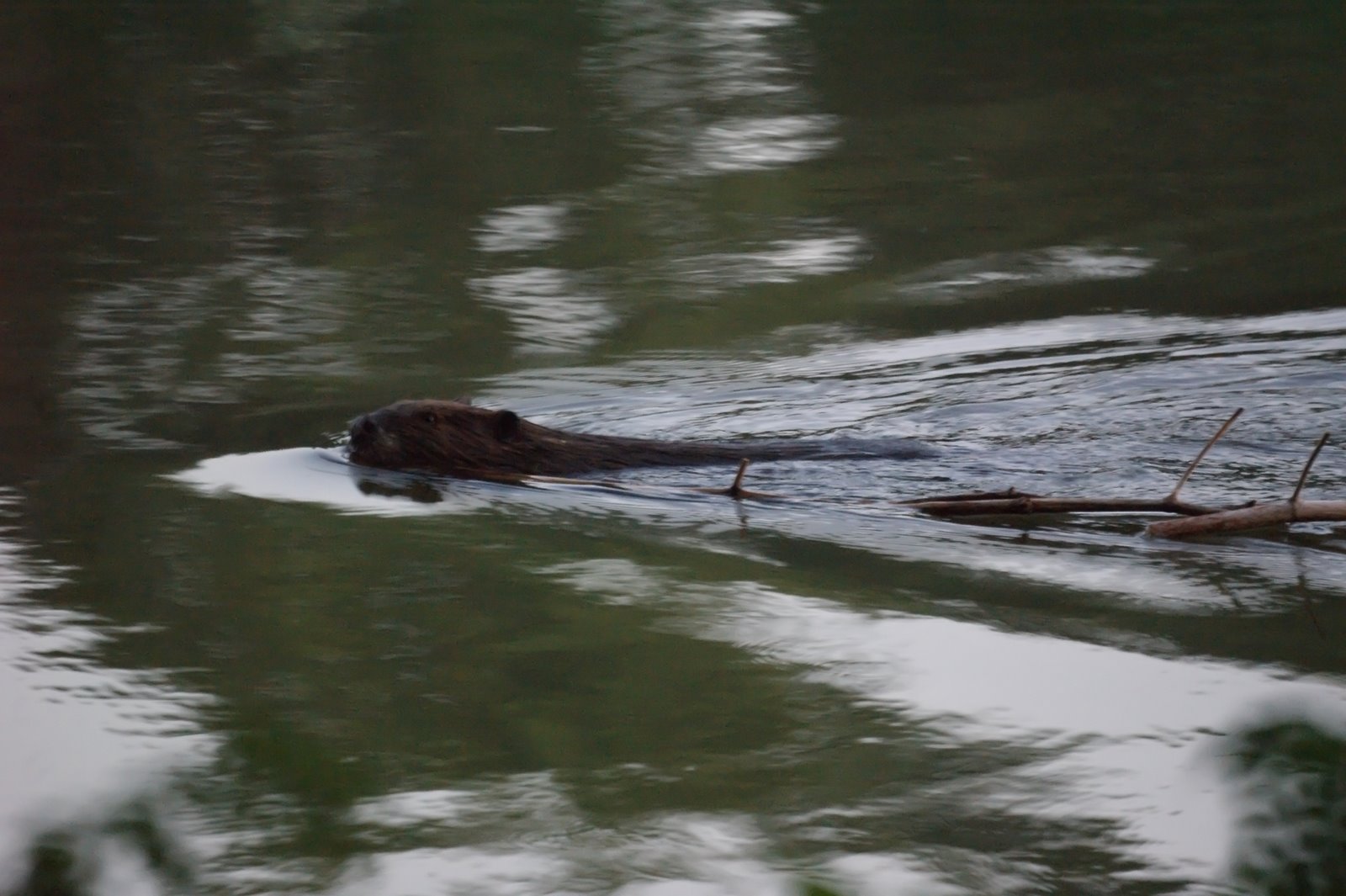 NJ Bird Photos Birds of New Jersey August 29, 2010