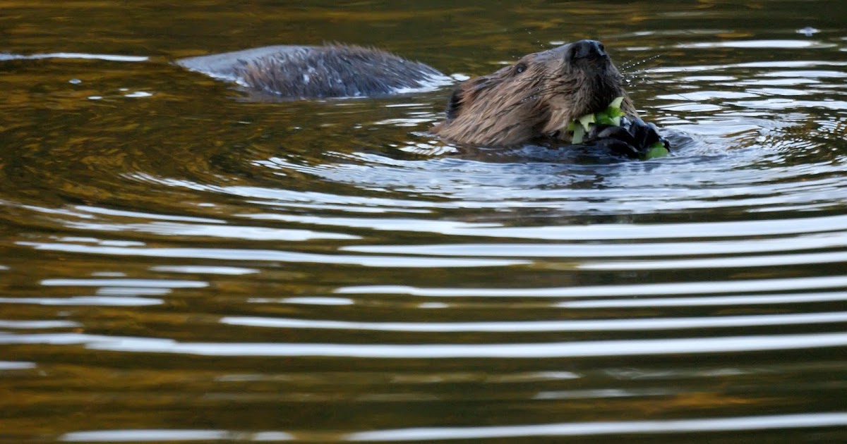 NJ Bird Photos Birds of New Jersey Lake Nelson Beavers