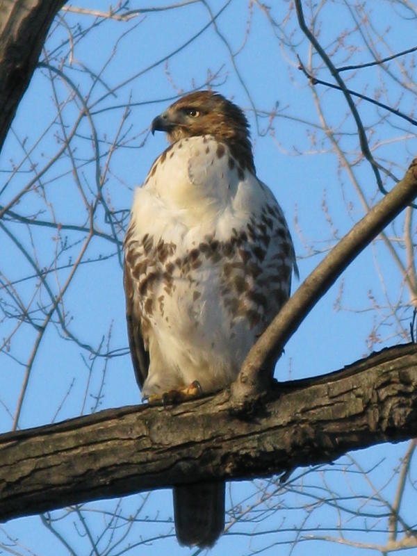 Red tailed hawk Photo by Frank New Jersey Bird Photos