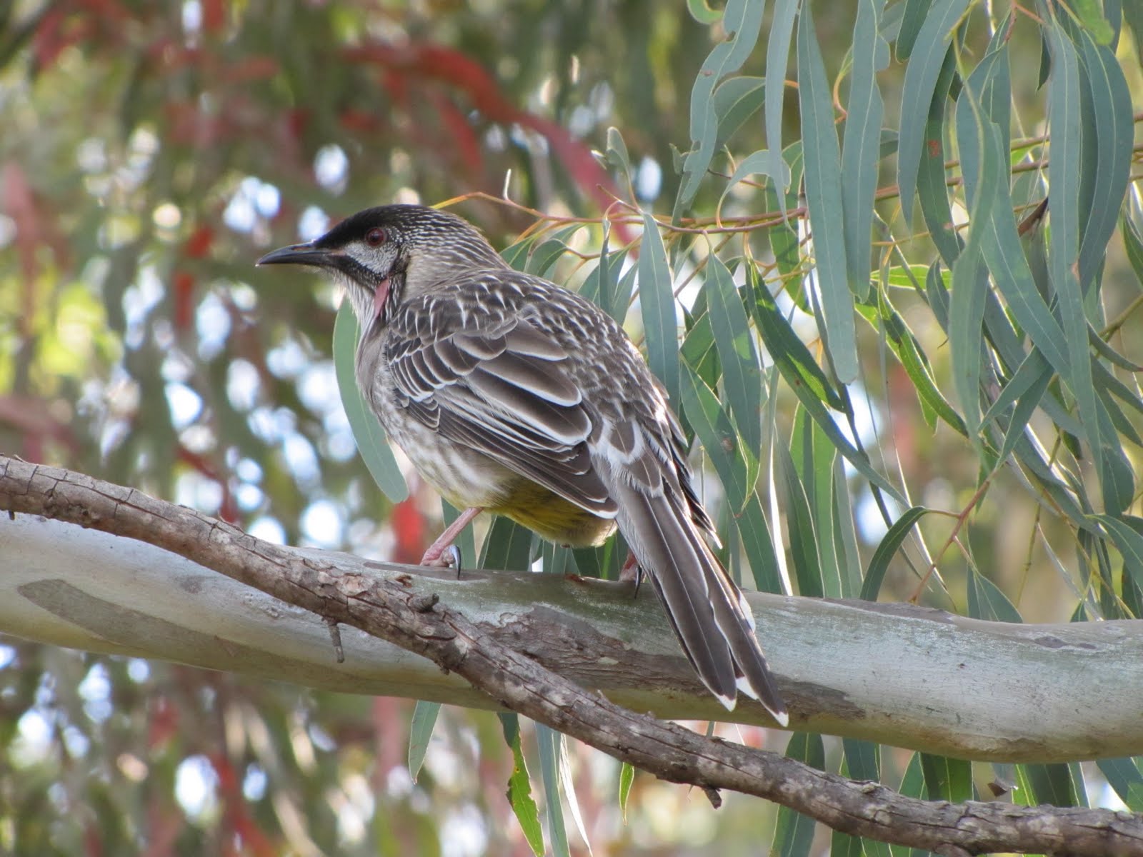 Brisbane Adventures Birds and Fairies