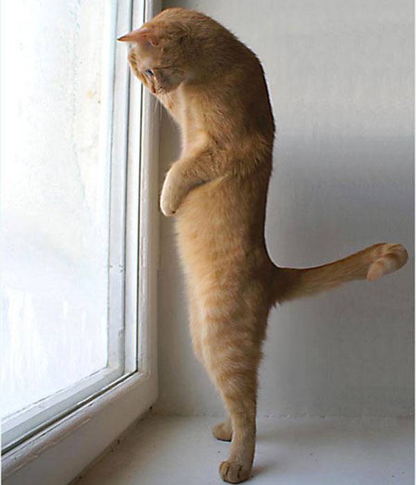 Cat. : CatsStandingUp