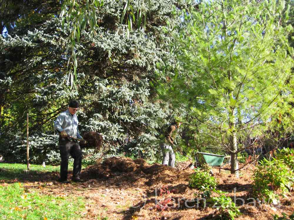 Brueckner Rhododendron Gardens Pine Needle Mulch, Compost