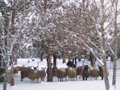 A Day in the Snow