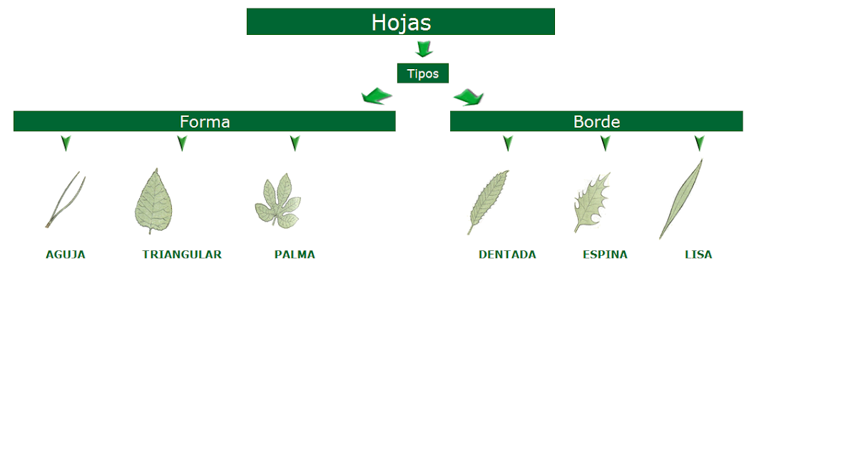 biologia tipos de ojas
