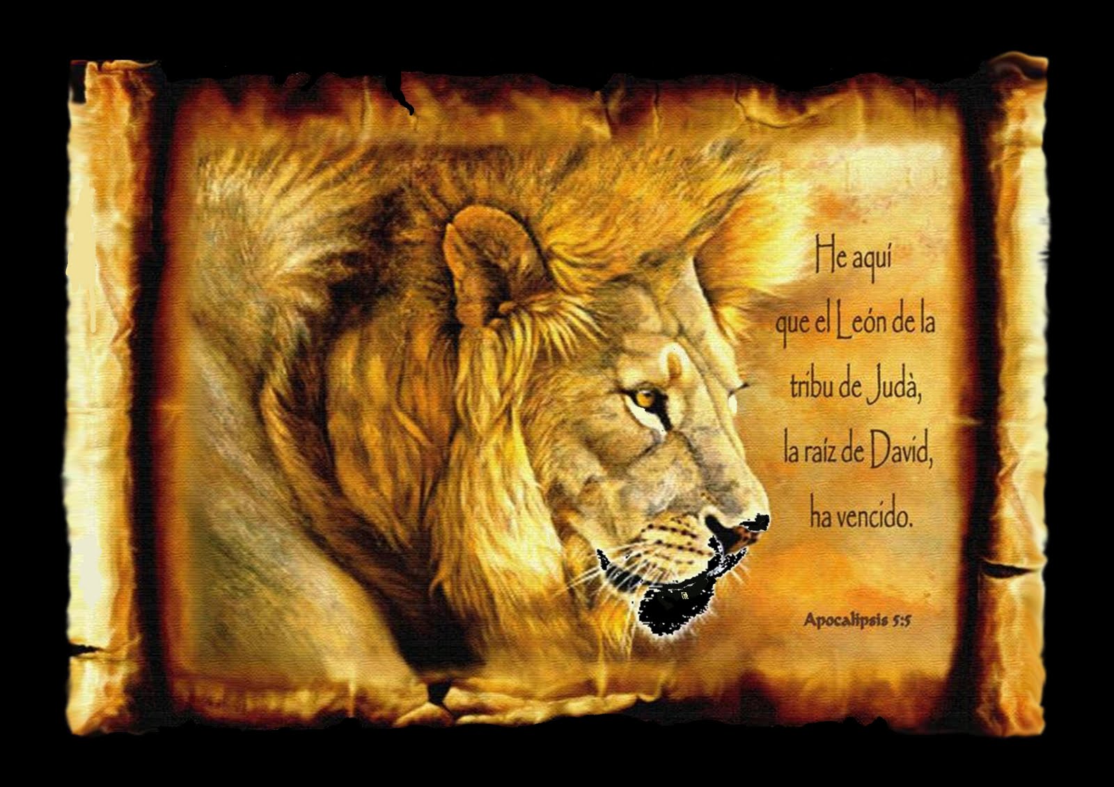 Jireh Scrolls The Lion Of The Tribe Of Juda