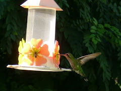 Colibríes pensionistas en el jardin de mi casa.